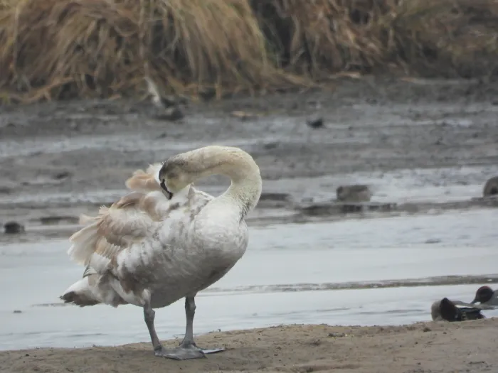 Gespotte Knobbelzwaan