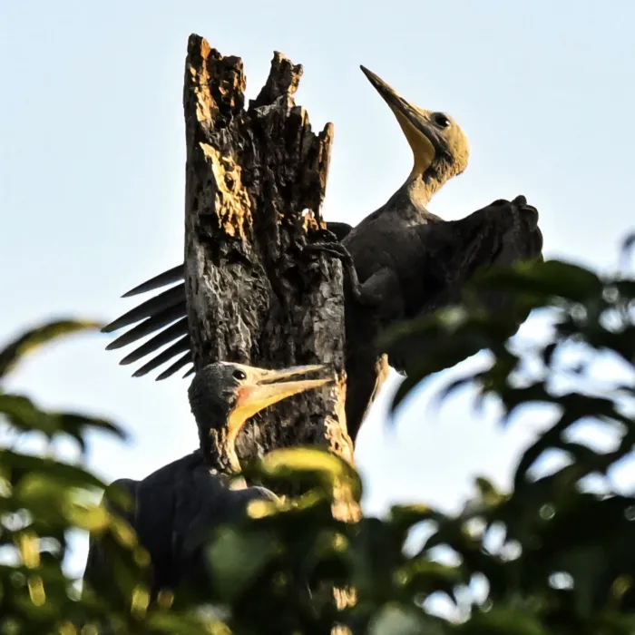 Gespotte Poederspecht