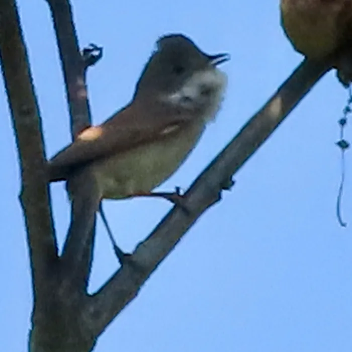 Grasmus