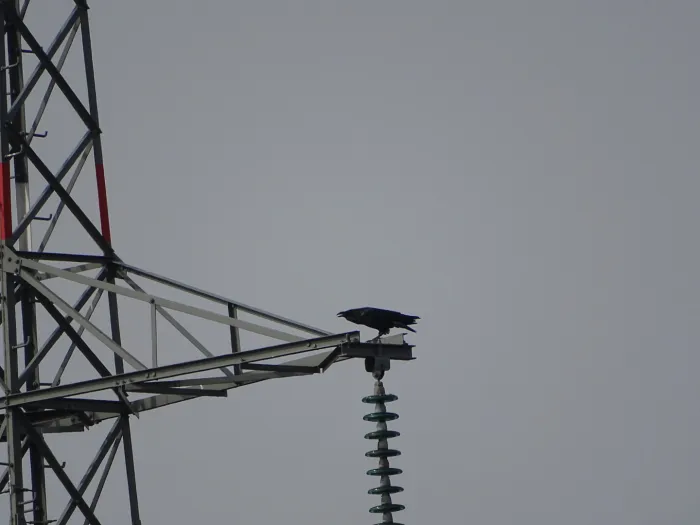 Spotted Common Raven