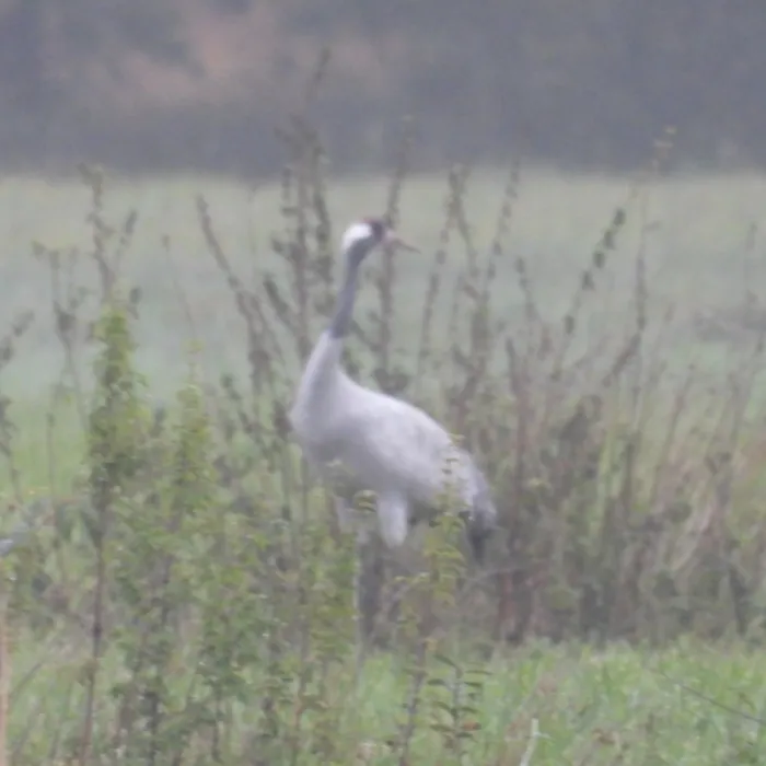 Waargenomen Kraanvogel