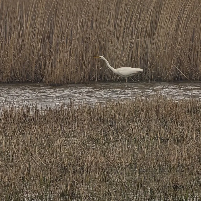Grote zilverreiger
