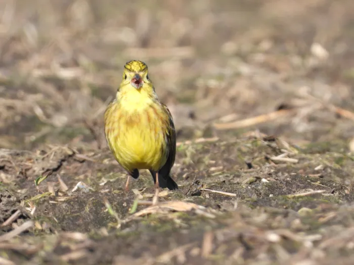 Spotted Yellowhammer