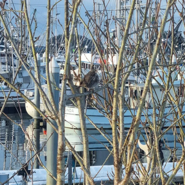 Spotted Song Sparrow