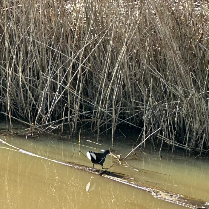 Spotted Eurasian Moorhen