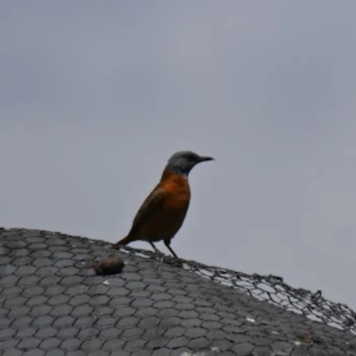 Spotted Cape Rock-Thrush