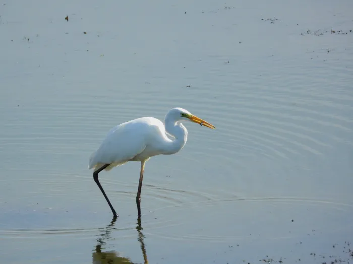 Spotted Great Egret