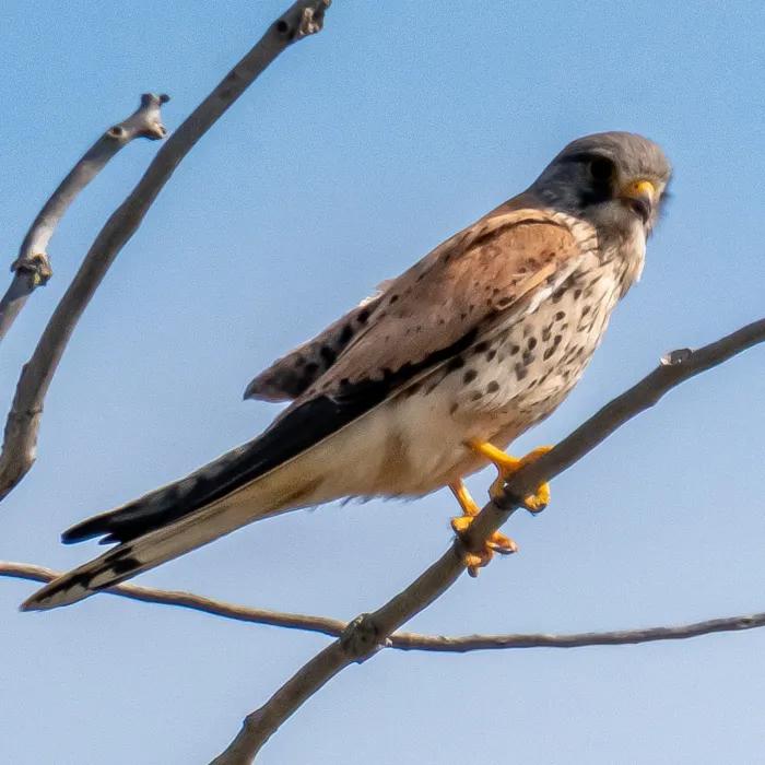 Spotted Eurasian Kestrel