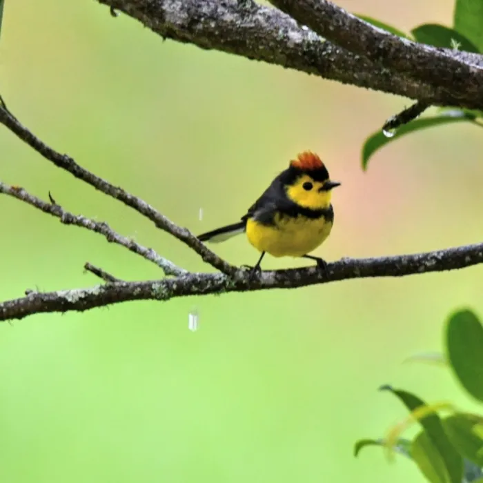 Gespotte Halsbandzanger