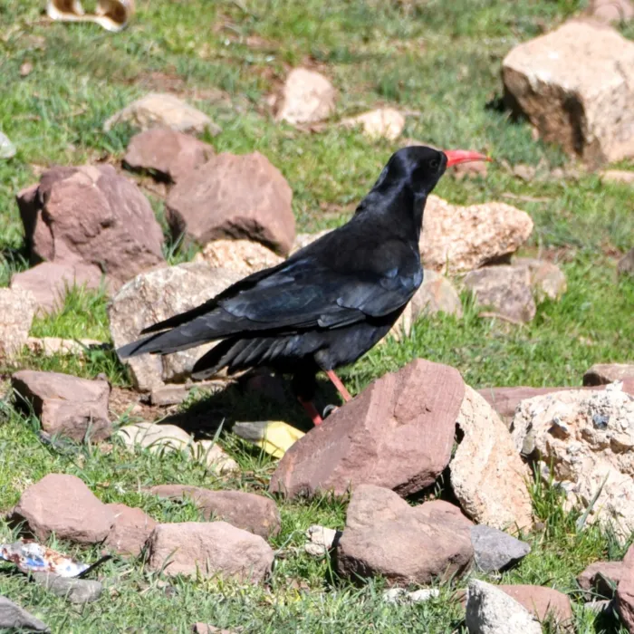 Spotted Red-billed Chough