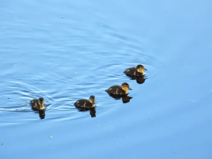 Waargenomen Zomertaling