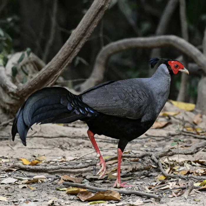 Gespotte Prelaatfazant