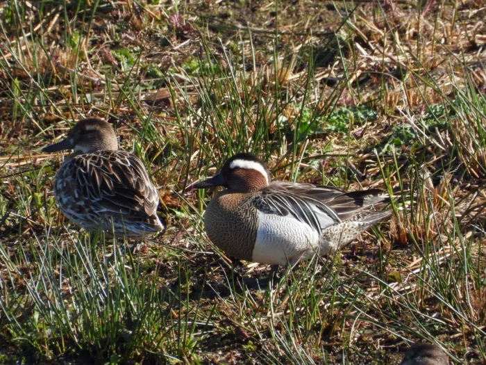 Gespotte Zomertaling