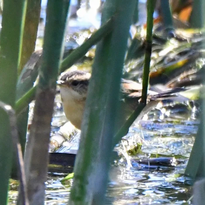Spotted Wren-like Rushbird
