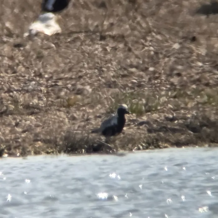 Spotted Black-bellied Plover