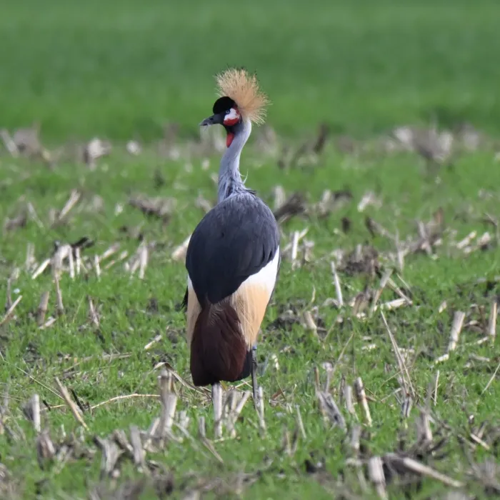 Spotted Gray Crowned-Crane