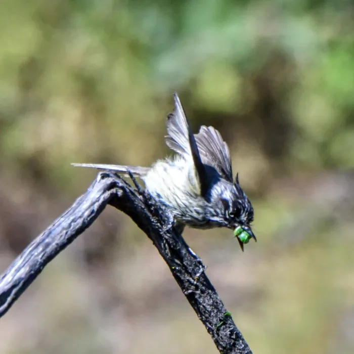 Spotted Tufted Tit-Tyrant