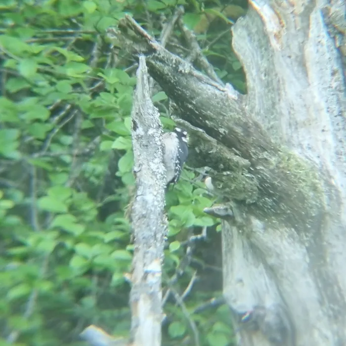 Spotted Hairy Woodpecker