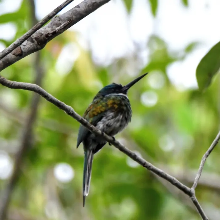 Spotted Bronzy Jacamar