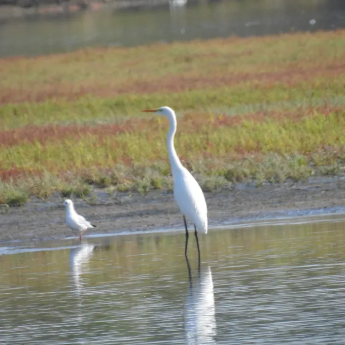 Spotted Great Egret