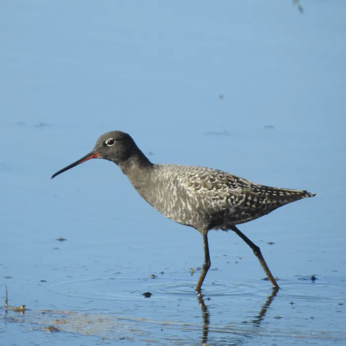 Spotted Spotted Redshank