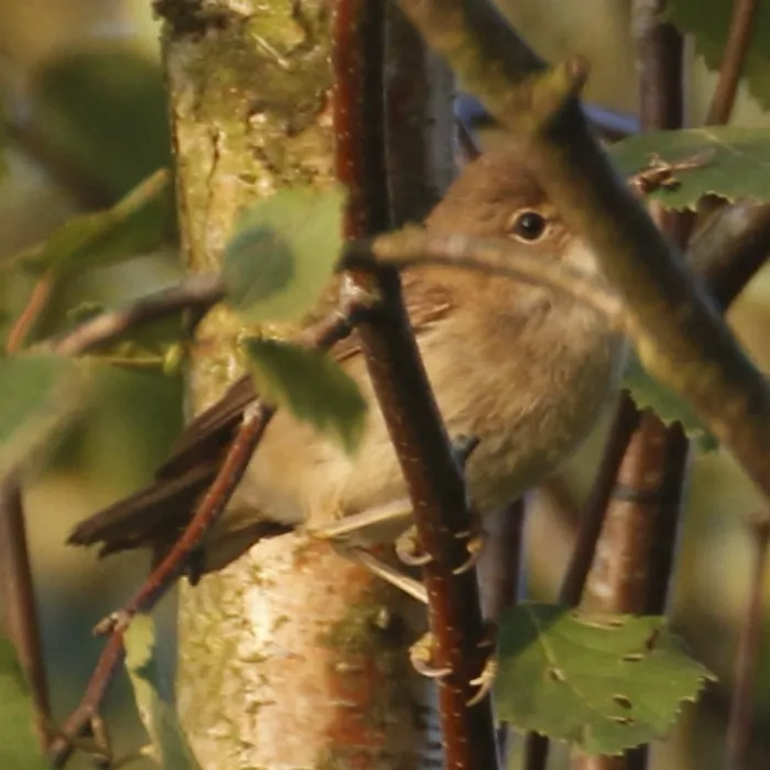 Spotted Greater Whitethroat