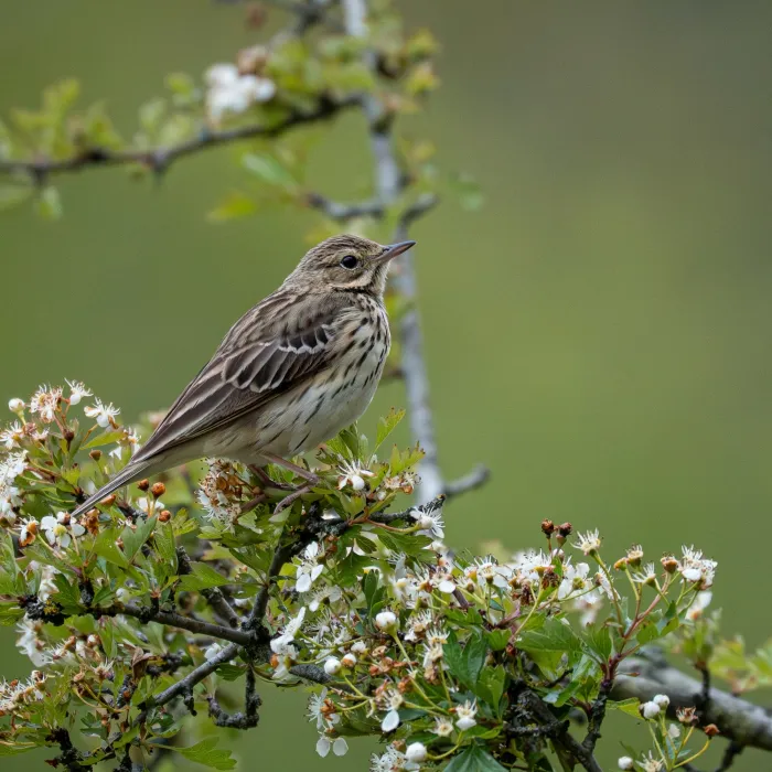 Spotted Tree Pipit