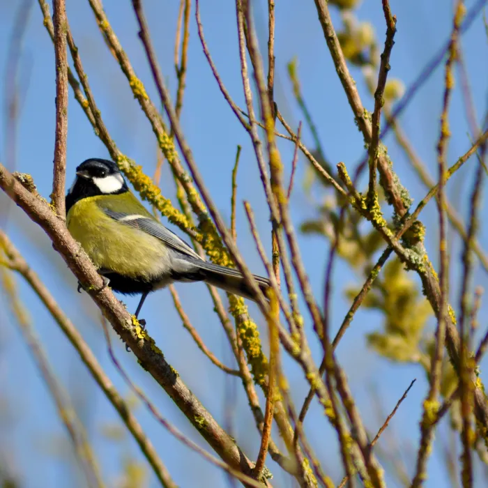 Great Tit
