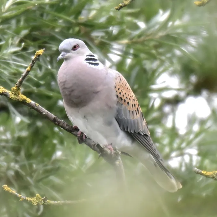 Spotted European Turtle-Dove
