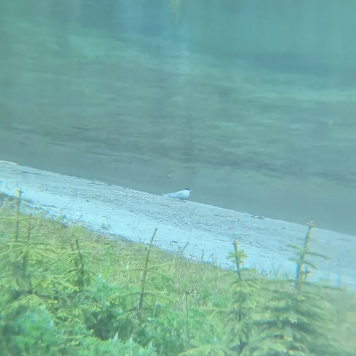 Spotted Arctic Tern