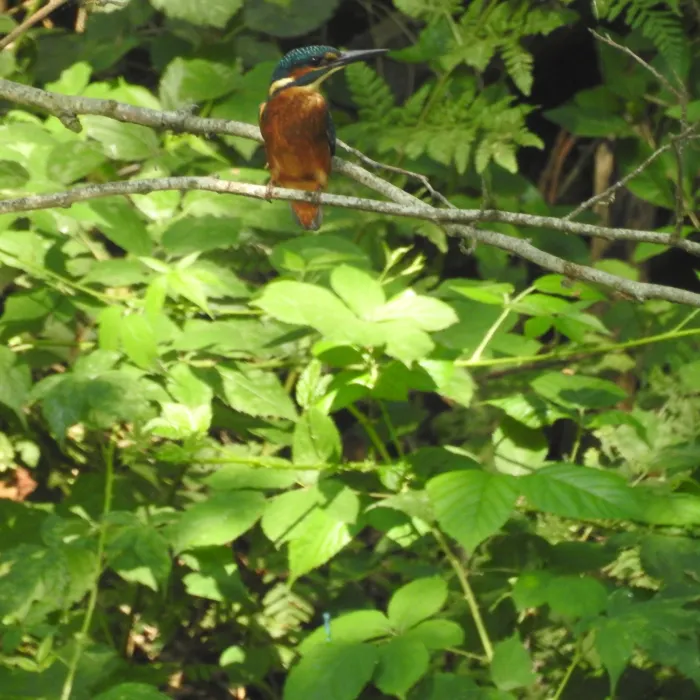 Spotted Common Kingfisher
