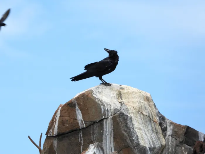 Spotted Common Raven