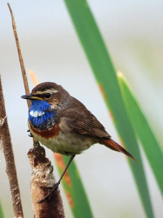 Waargenomen Blauwborst
