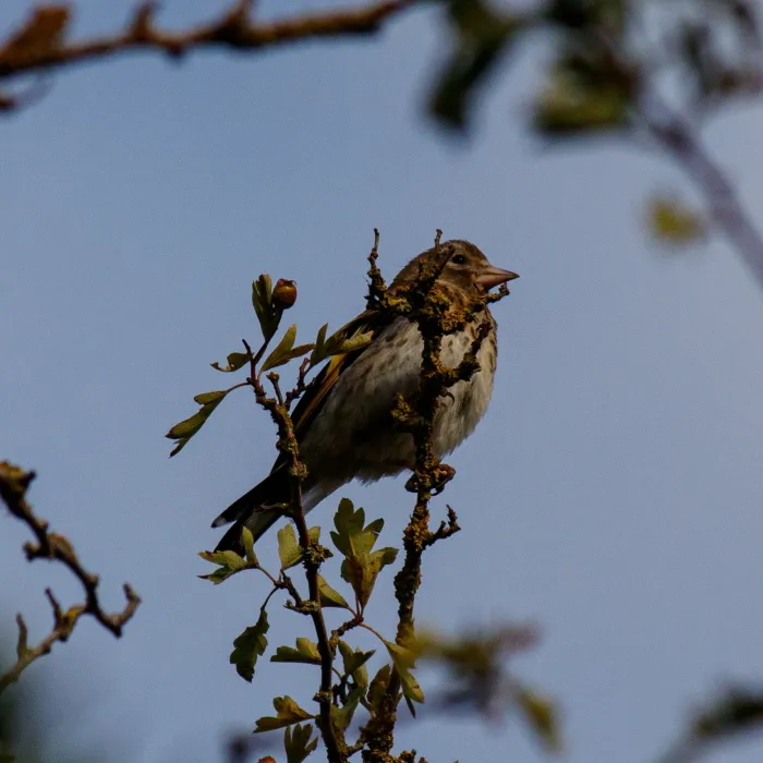 European Goldfinch