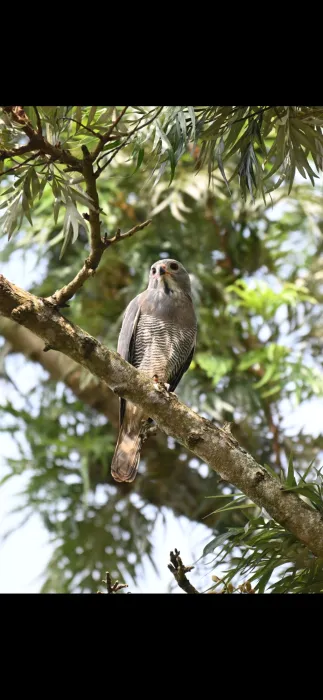 Spotted Lizard Buzzard