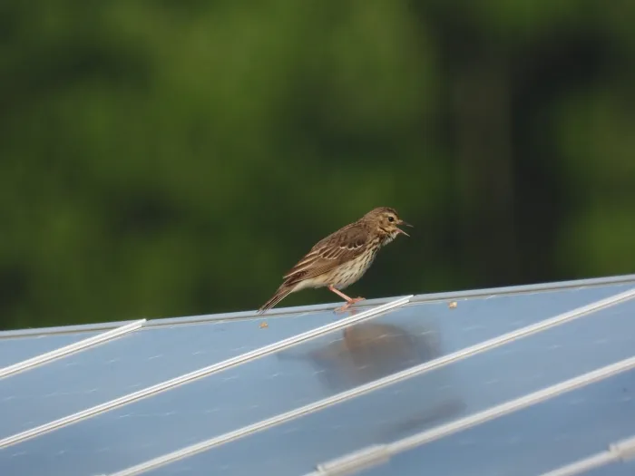 Spotted Tree Pipit