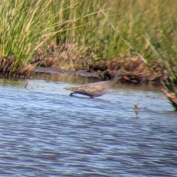 Spotted Spotted Redshank