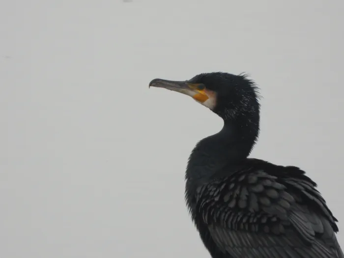 Spotted Great Cormorant