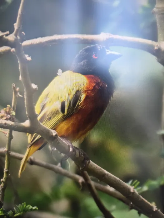Spotted Golden-backed Weaver