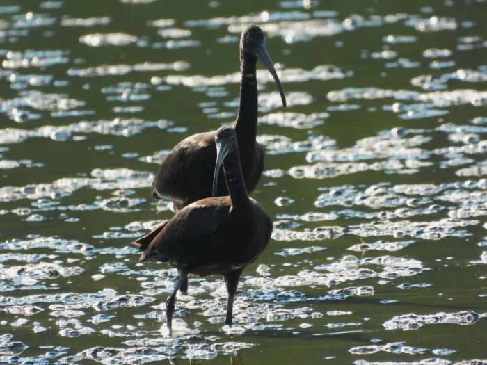 Waargenomen Zwarte ibis