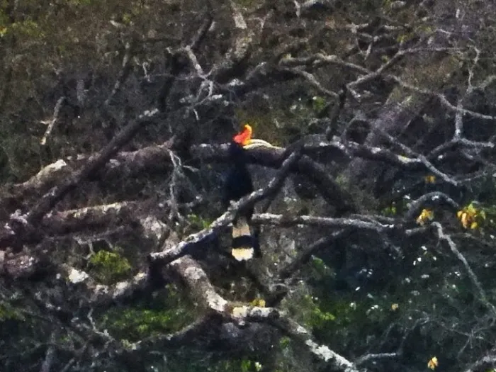 Gespotte Gewone neushoornvogel