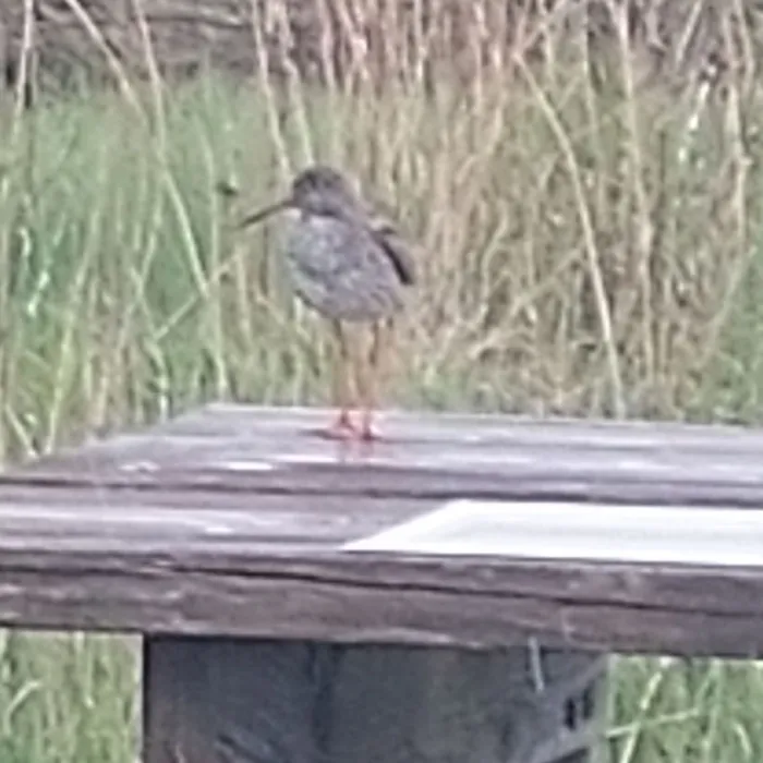 Spotted Common Redshank