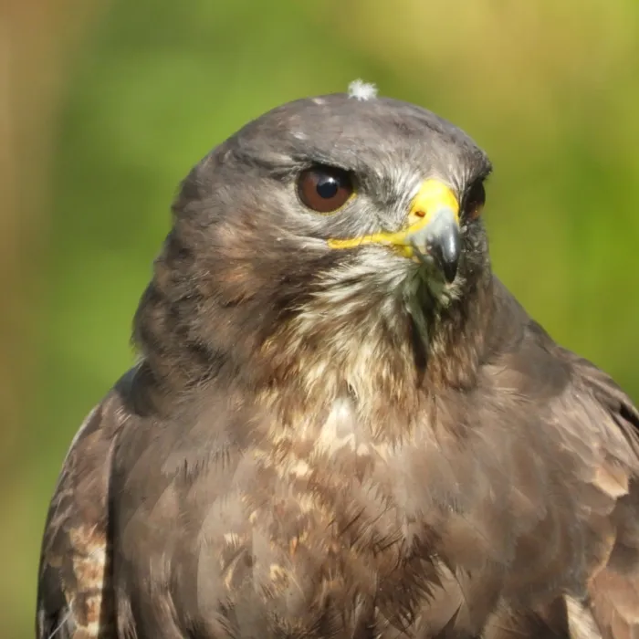 Waargenomen Buizerd