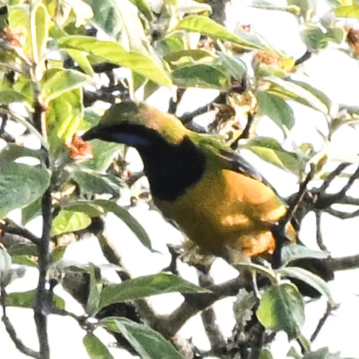 Spotted Orange-bellied Leafbird