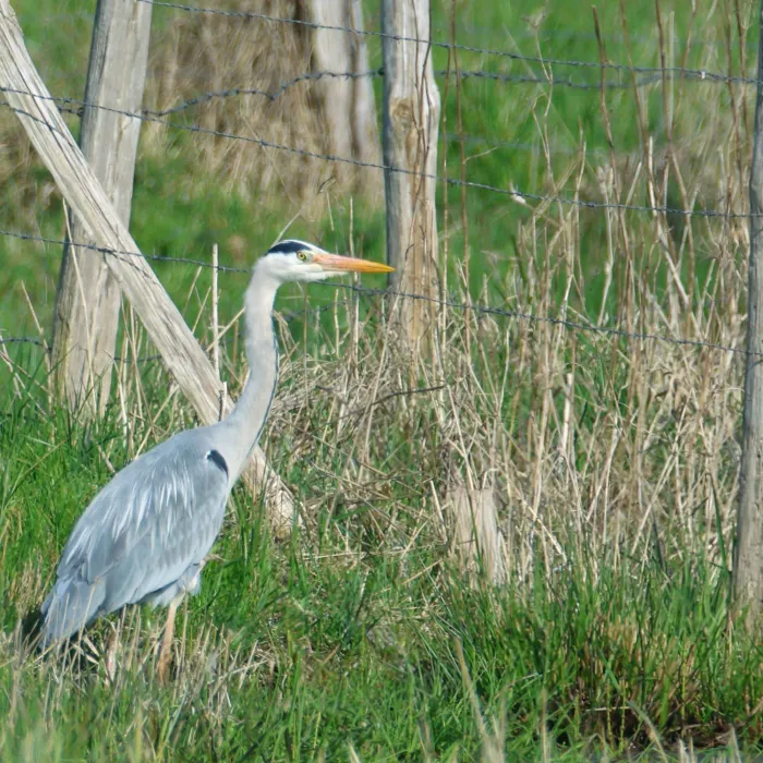 Gray Heron