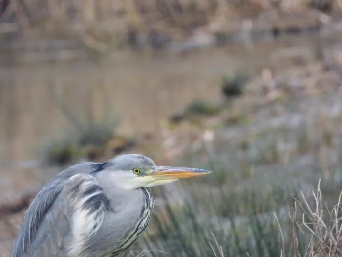 Spotted Gray Heron