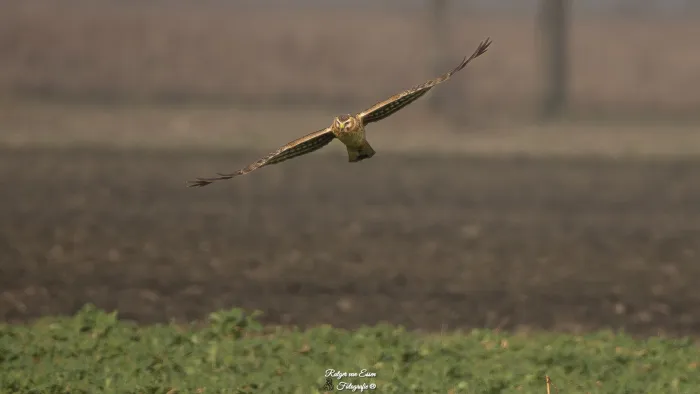 Spotted Hen Harrier