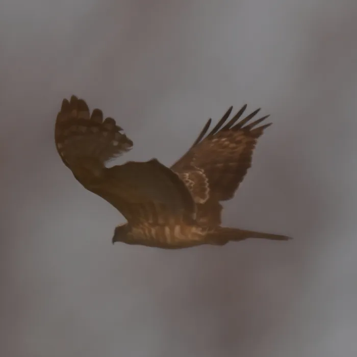 Gespotte Oosterse koekoekswouw