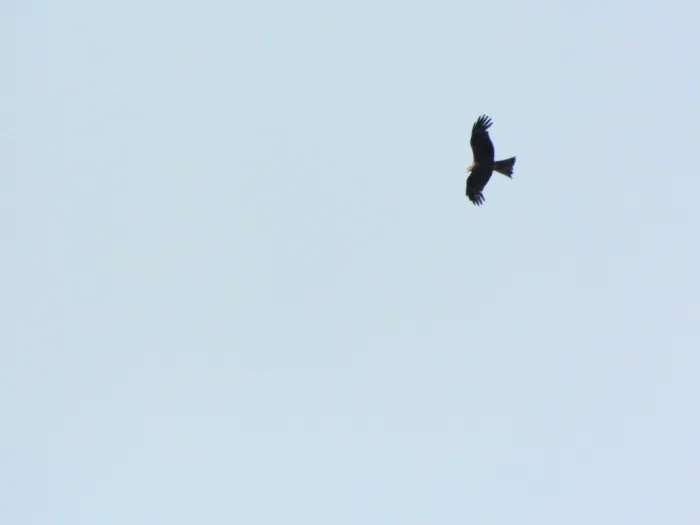 Spotted Black Kite