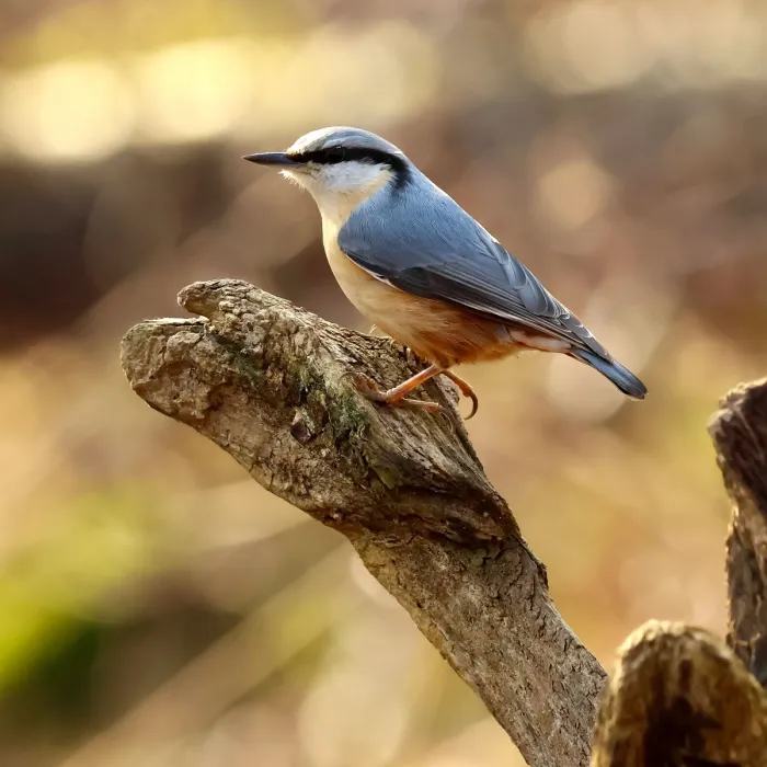 Spotted Red-breasted Nuthatch